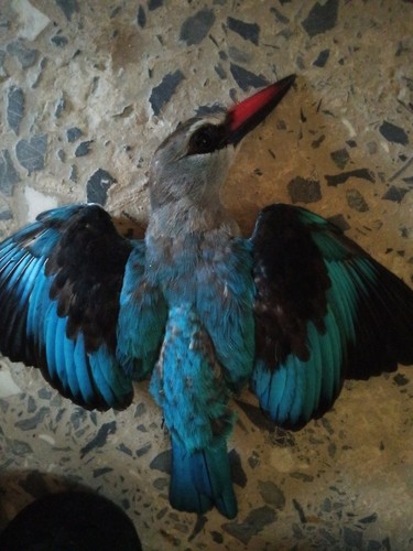Woodland Kingfisher