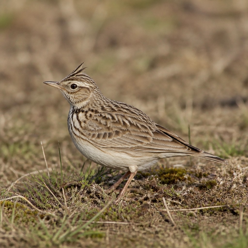 Woodlark