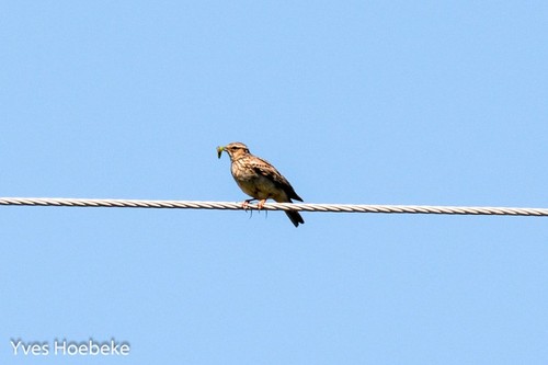 Woodlark