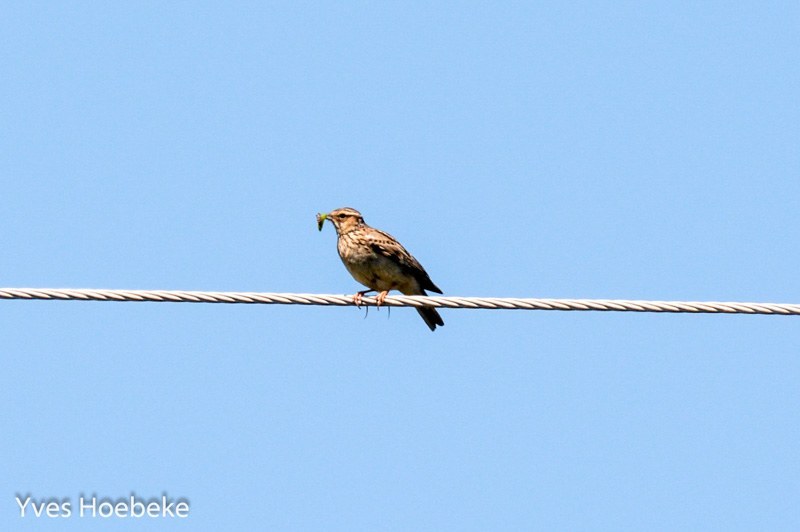 Woodlark (Lullula arborea)