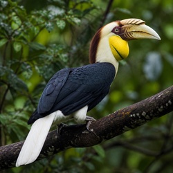 Wreathed Hornbill Identification Guide