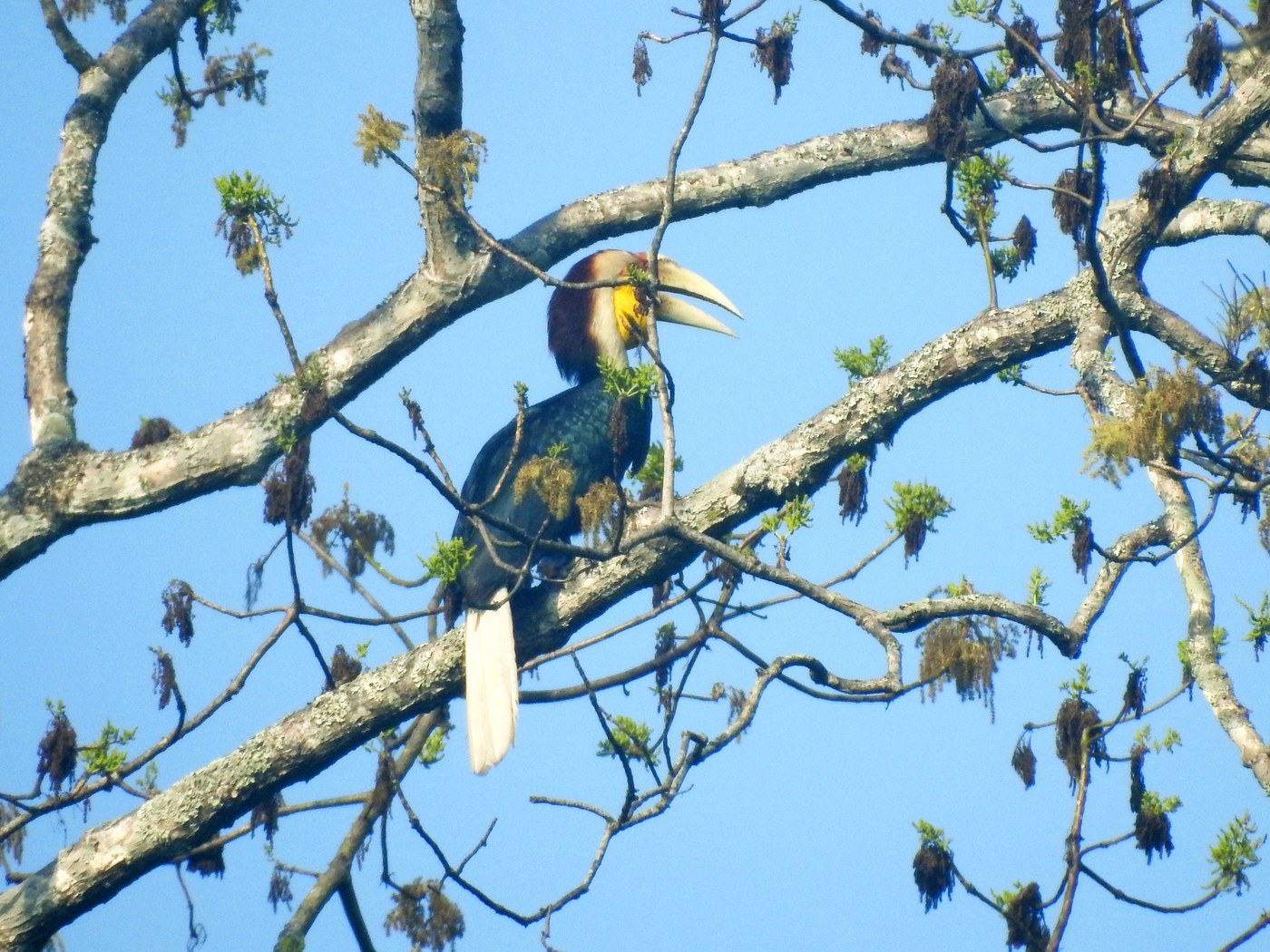 Wreathed Hornbill (Rhyticeros undulatus)