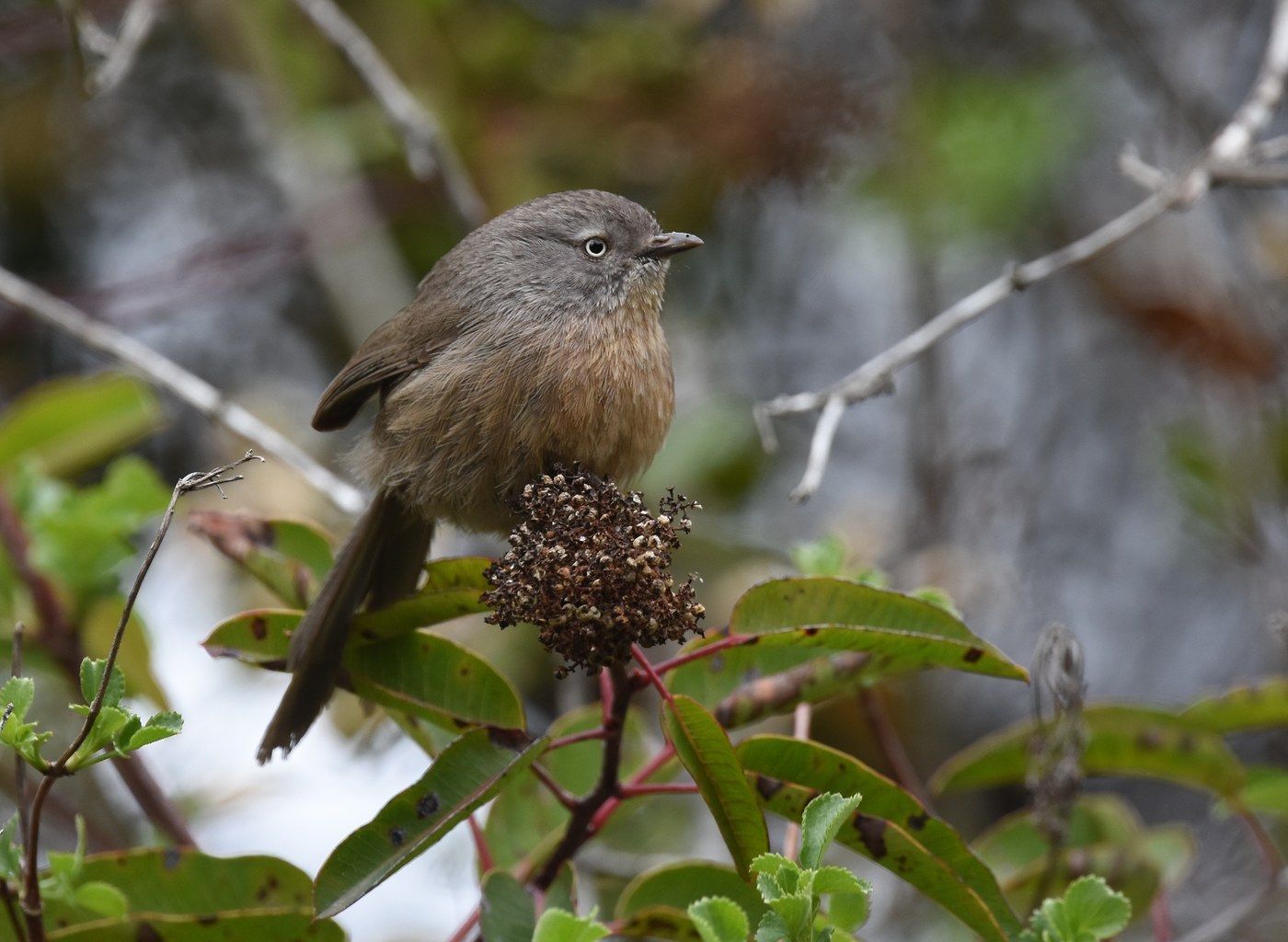 Wrentit (Chamaea fasciata)