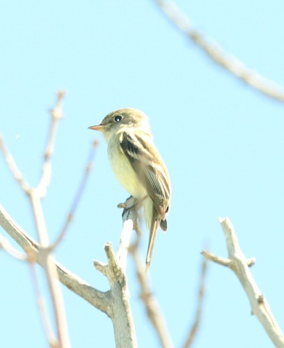 Yellow-bellied Flycatcher