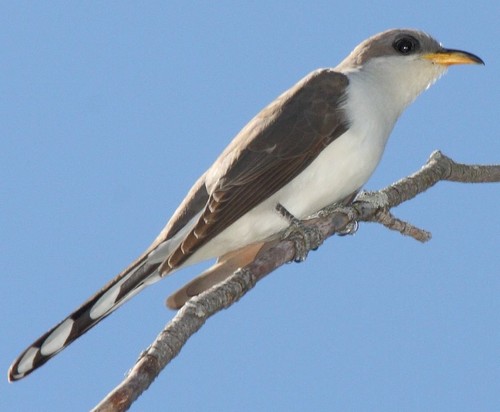 Yellow-billed Cuckoo