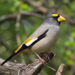 Yellow-billed Grosbeak Identification Guide