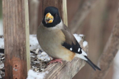 Yellow-billed Grosbeak