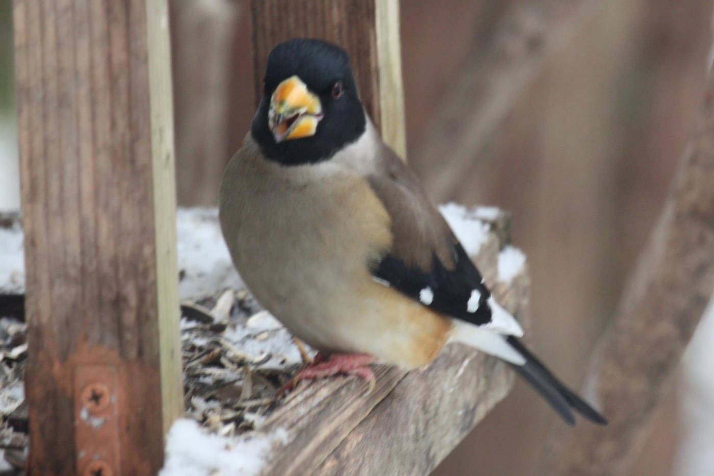 Yellow-billed Grosbeak (Eophona migratoria)