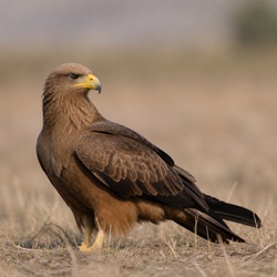 Yellow-billed Kite Identification Guide