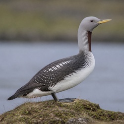 Yellow-billed Loon Identification Guide