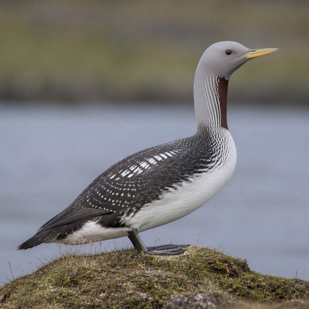 Yellow-billed Loon
