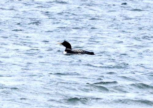Yellow-billed Loon