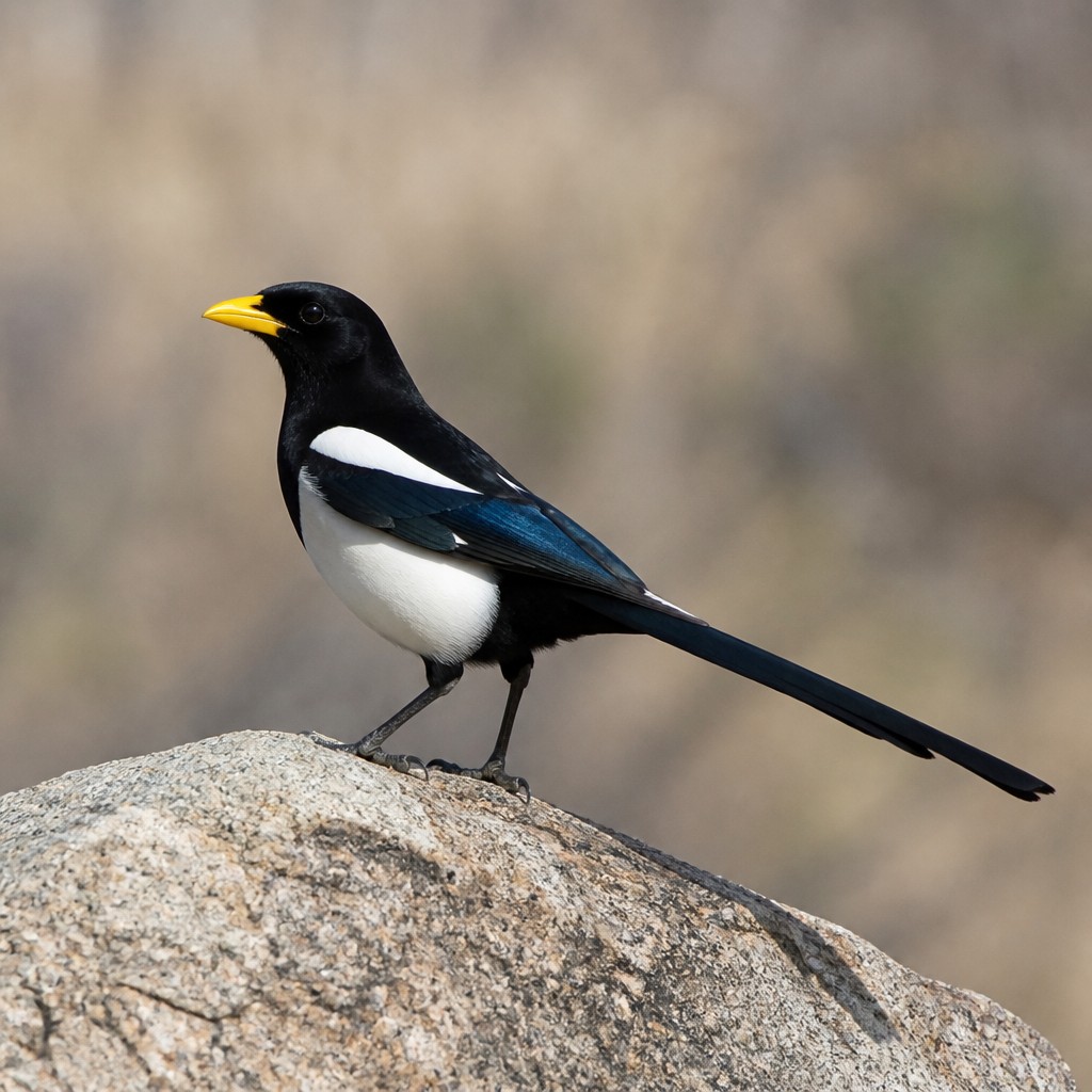 Yellow-billed Magpie (Pica nuttalli)
