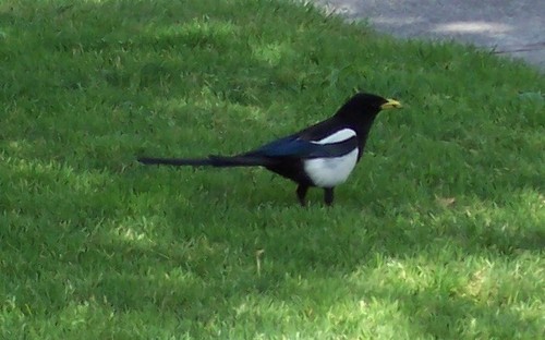 Yellow-billed Magpie