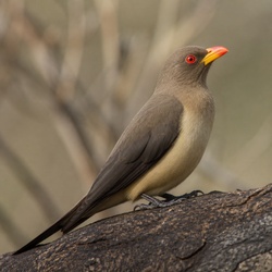 Yellow-billed Oxpecker Identification Guide
