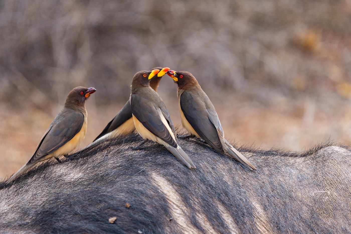 Yellow-billed Oxpecker (Buphagus africanus)
