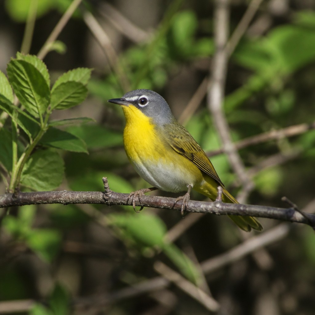 Yellow-breasted Chat (Icteria virens)