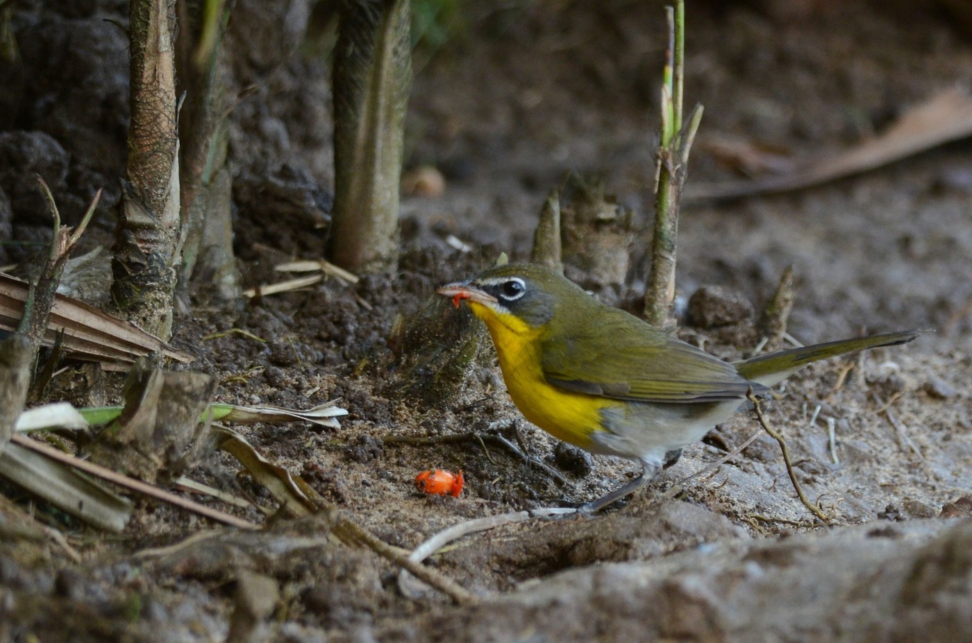 Yellow-breasted Chat (Icteria virens)