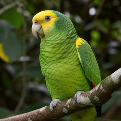 Yellow-crowned Amazon Identification Guide