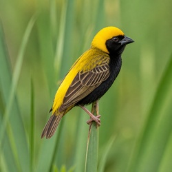 Yellow-crowned Bishop Identification Guide