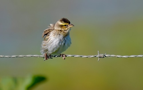 Yellow-crowned Bishop