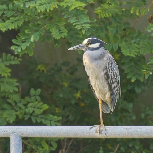 Yellow-crowned Night-Heron