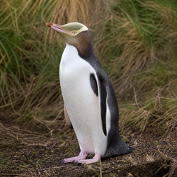 Yellow-eyed Penguin Identification Guide