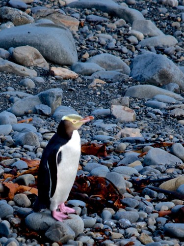 Yellow-eyed Penguin