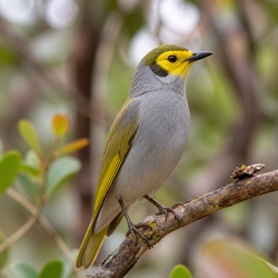 Yellow-faced Honeyeater Identification Guide