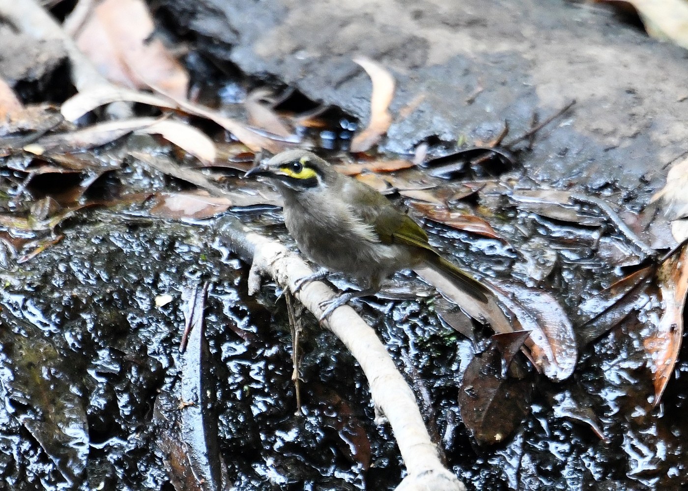 Yellow-faced Honeyeater (Caligavis chrysops)