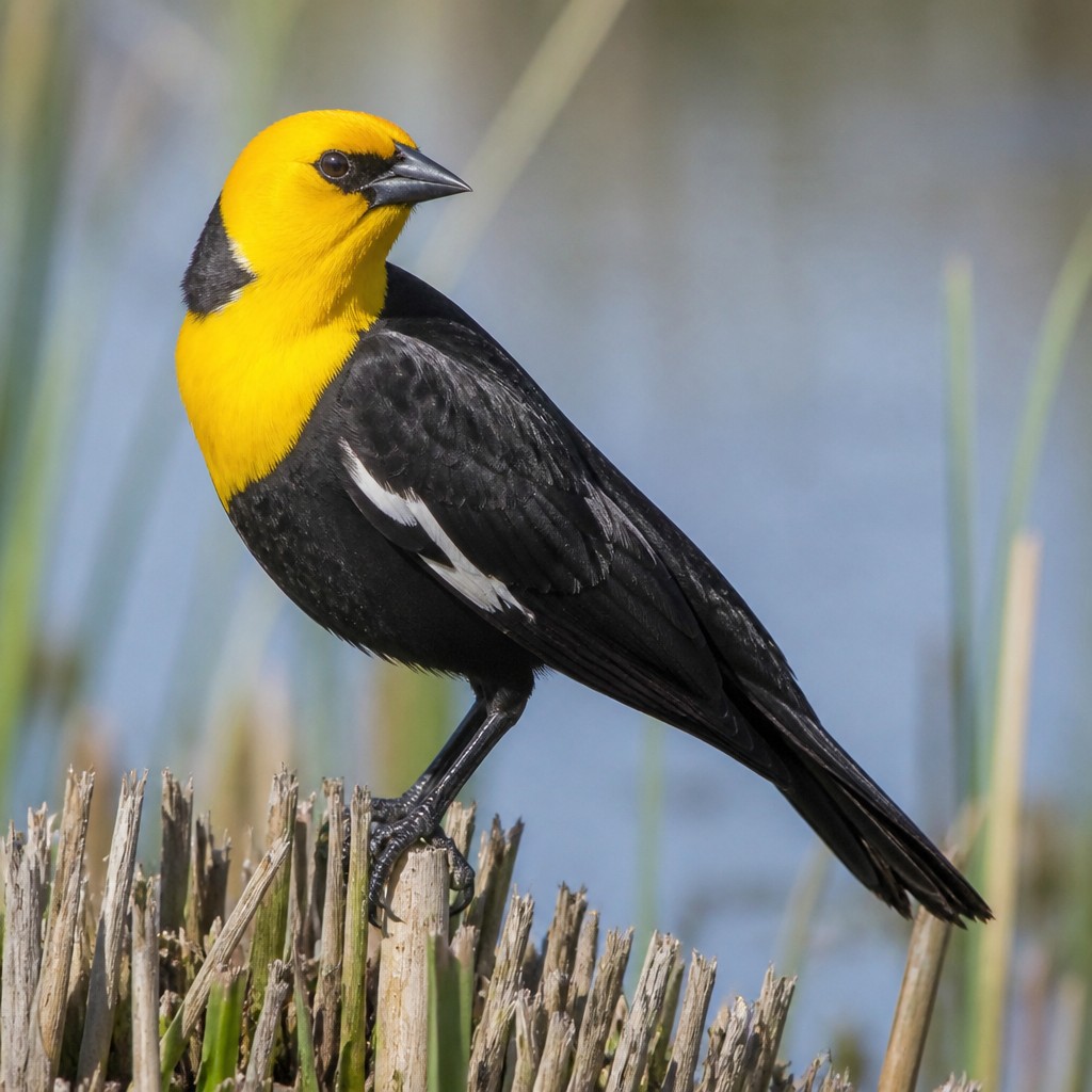 Yellow-headed Blackbird