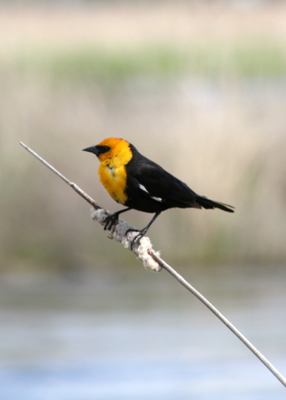 Yellow-headed Blackbird (Xanthocephalus xanthocephalus)