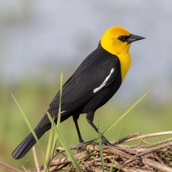 Yellow-hooded Blackbird Identification Guide