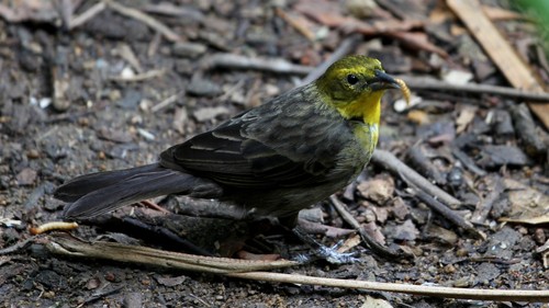 Yellow-hooded Blackbird