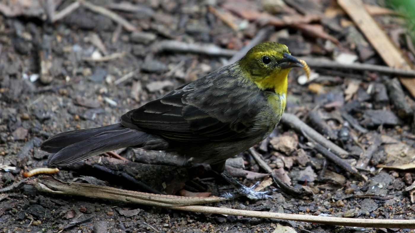 Yellow-hooded Blackbird (Chrysomus icterocephalus)