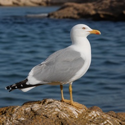 Yellow-legged Gull Identification Guide
