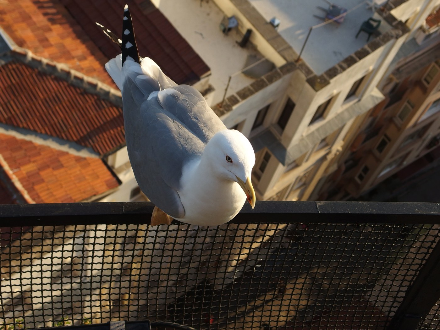 Yellow-legged Gull (Larus michahellis)