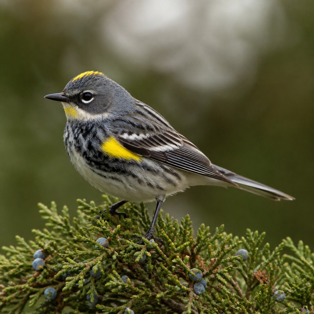 Yellow-rumped Warbler (Setophaga coronata)