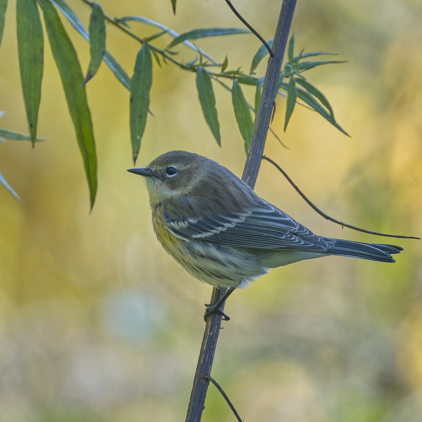 Yellow-rumped Warbler (Setophaga coronata)