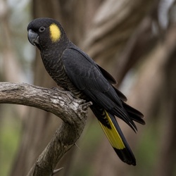 Yellow-tailed Black-Cockatoo Identification Guide