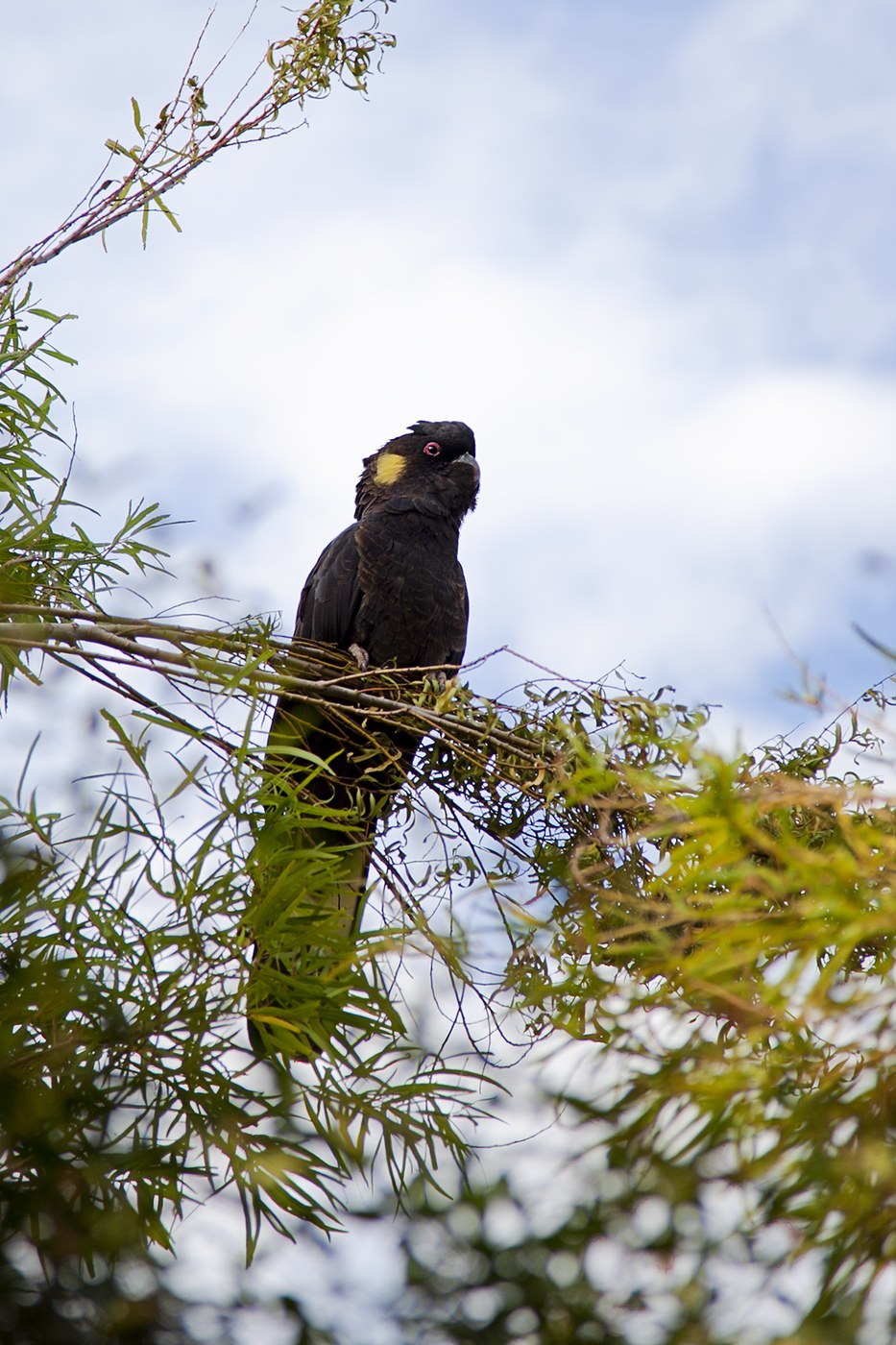 Yellow-tailed Black-Cockatoo Identification Guide
