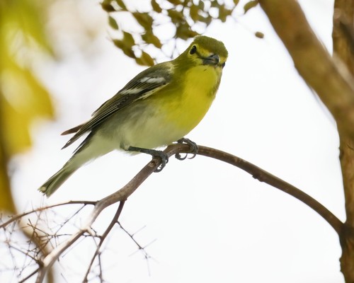 Yellow-throated Vireo