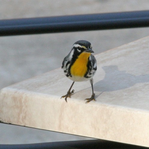 Yellow-throated Warbler
