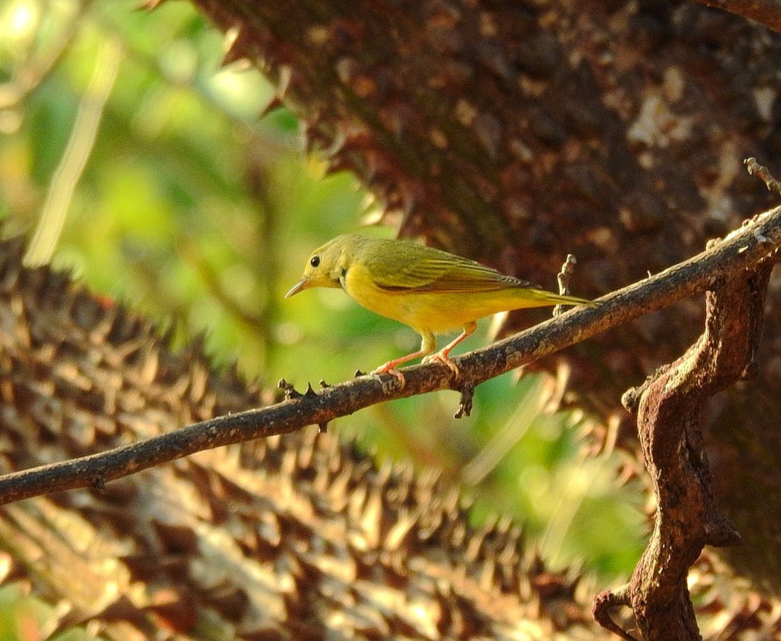Yellow Warbler (Setophaga petechia)
