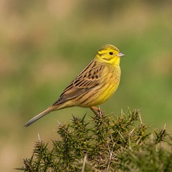 Yellowhammer Identification Guide