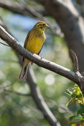 Yellowhammer