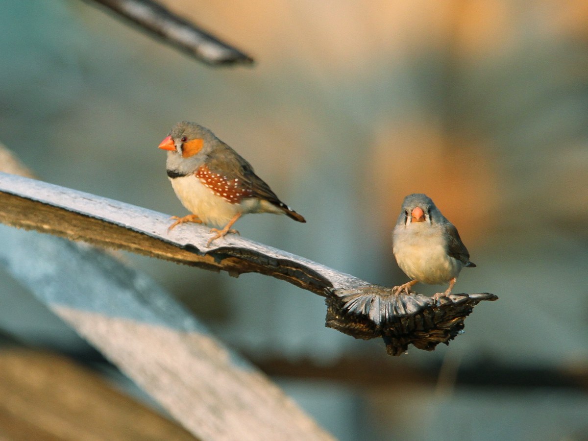 Zebra Finch (Taeniopygia guttata)