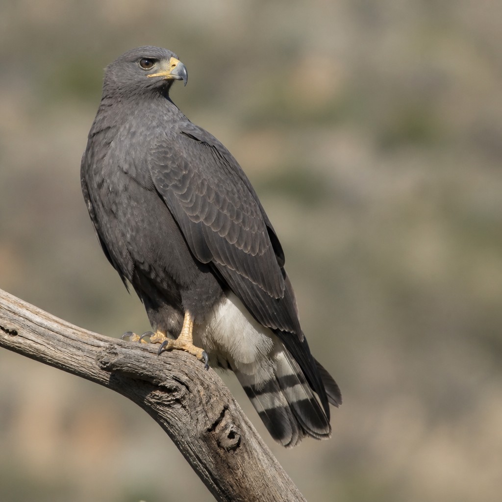 Zone-tailed Hawk