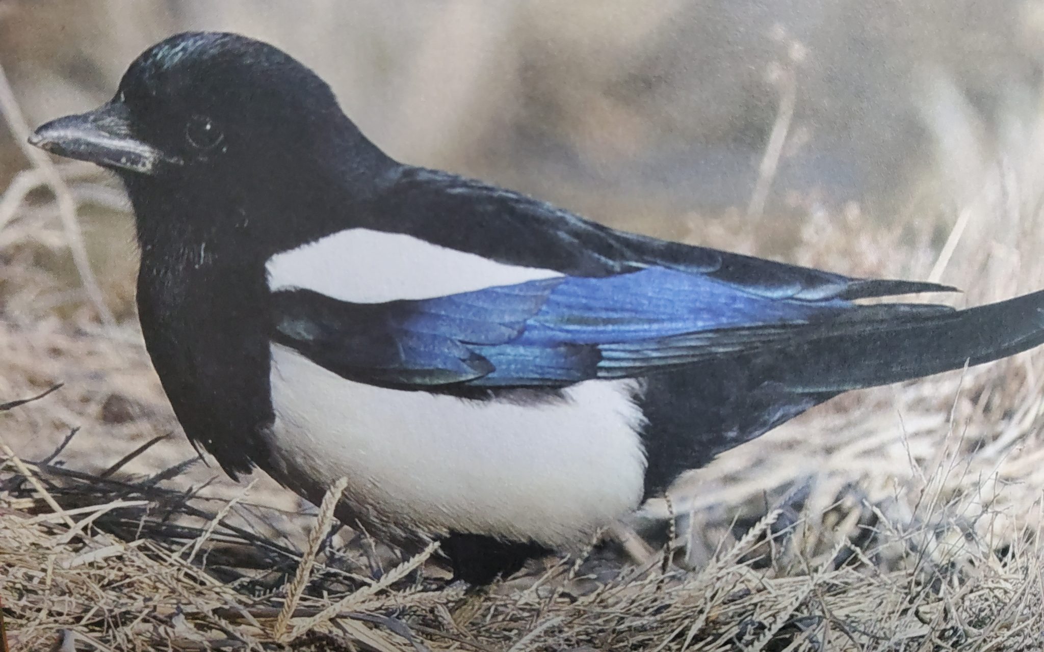 Eurasian Magpie