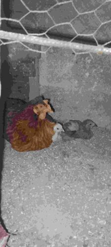 Chicken (Gallus gallus domesticus)